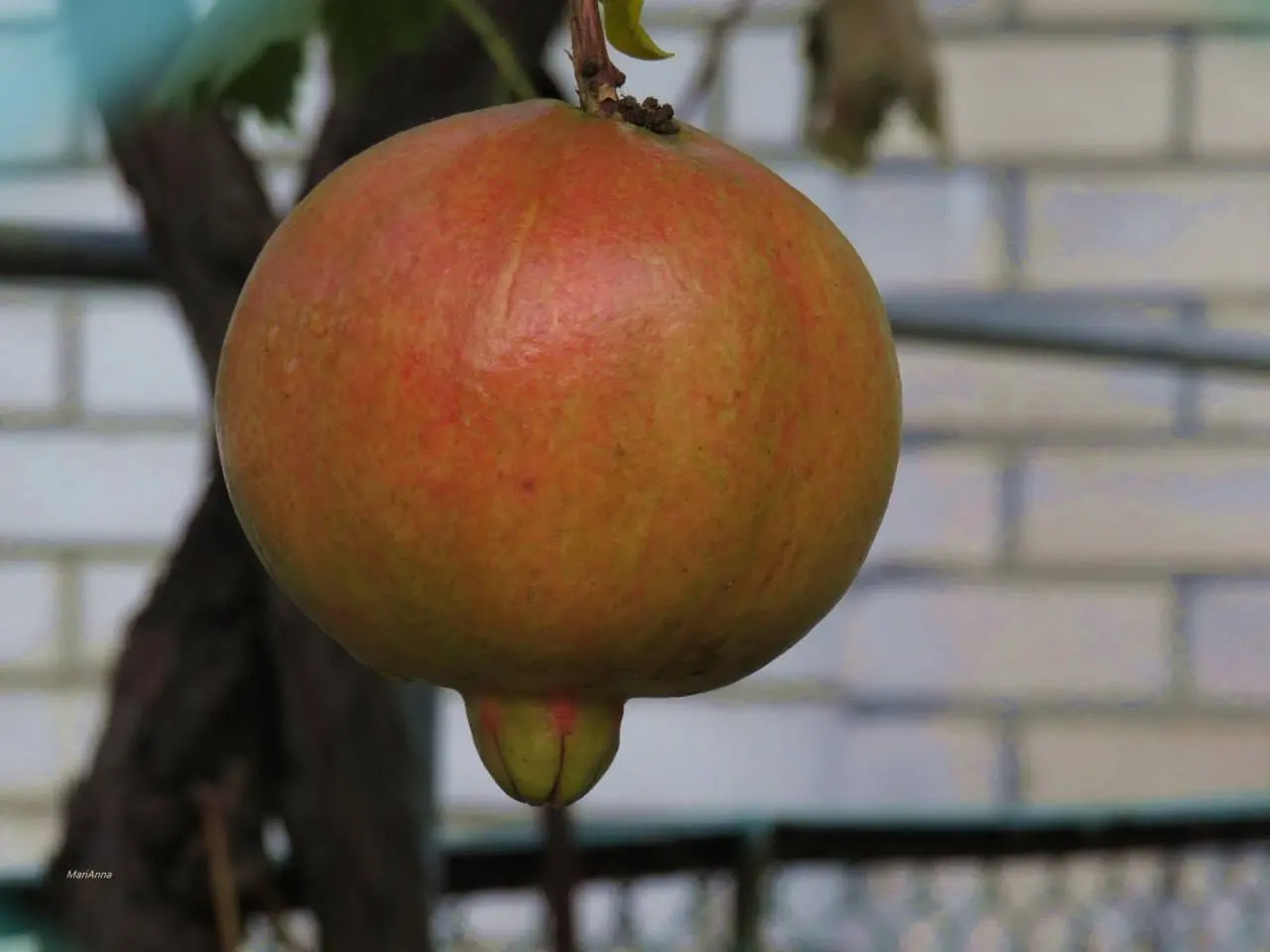 Сезон гранатов в Анапе
