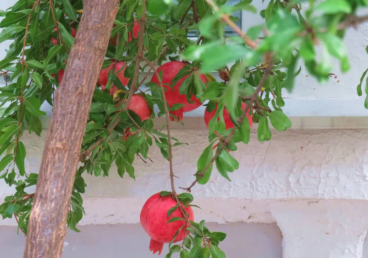 Сезон гранатов в Анапе