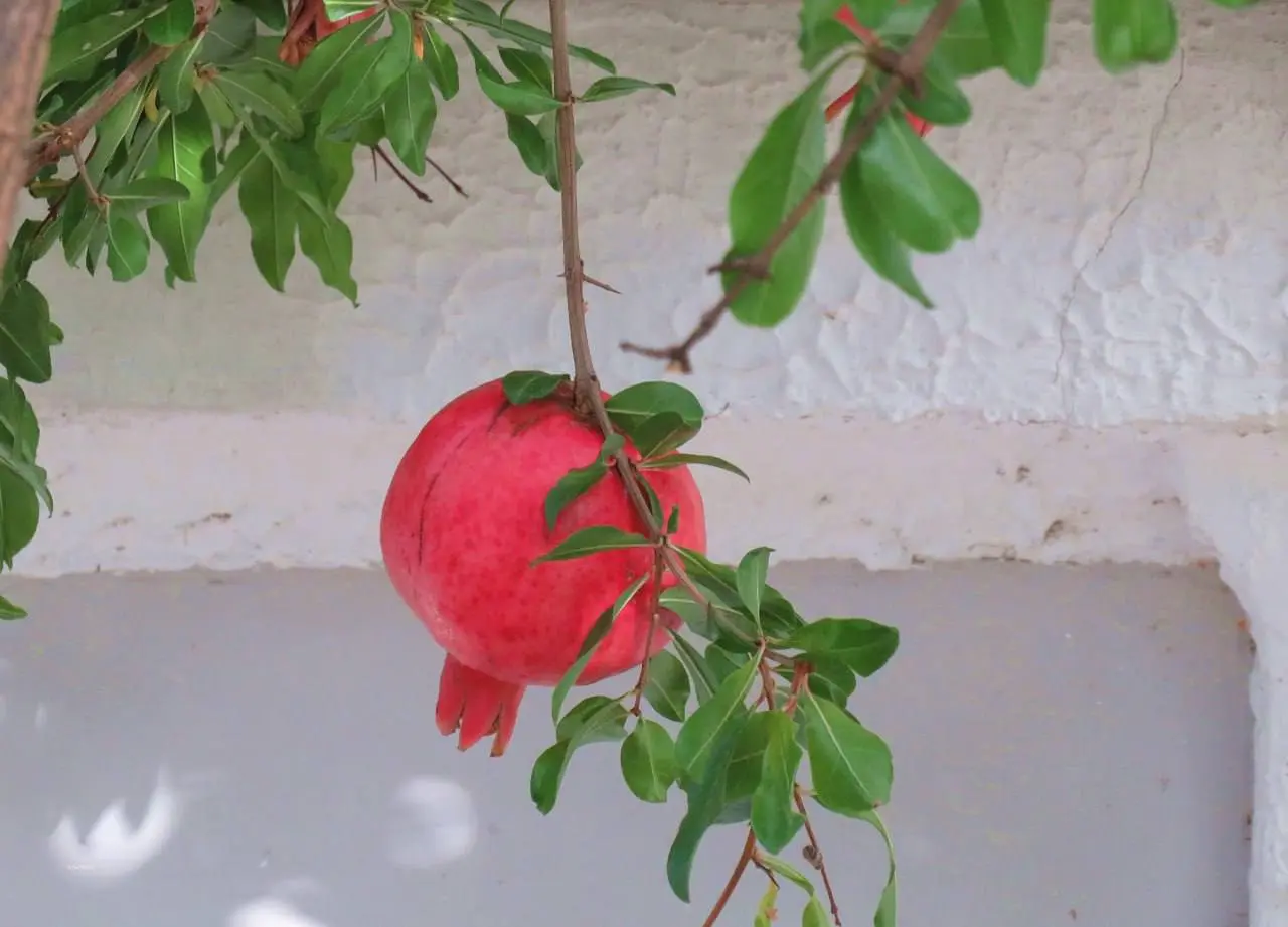 Сезон гранатов в Анапе