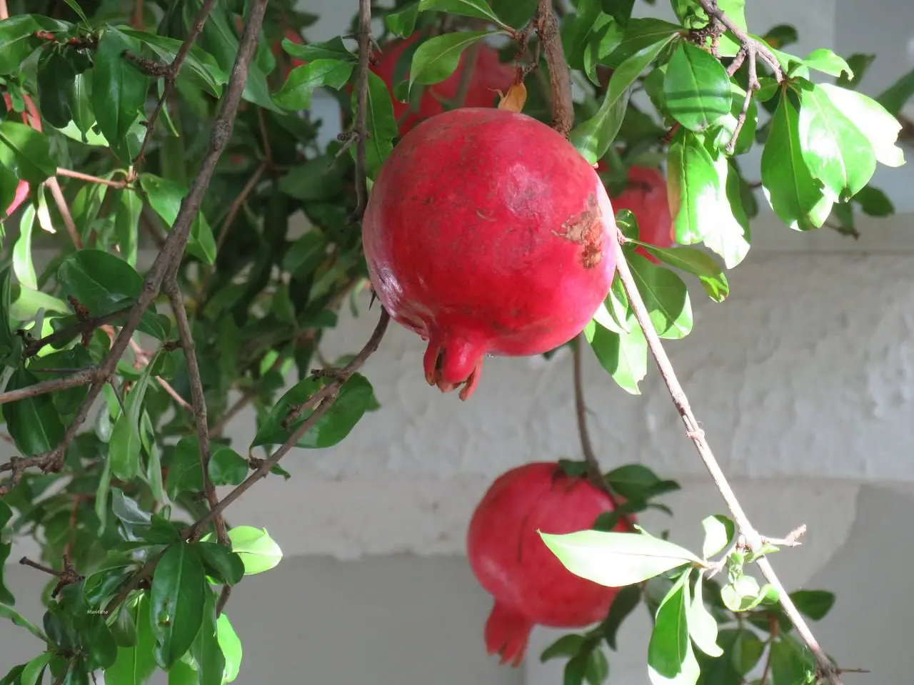 Сезон гранатов в Анапе