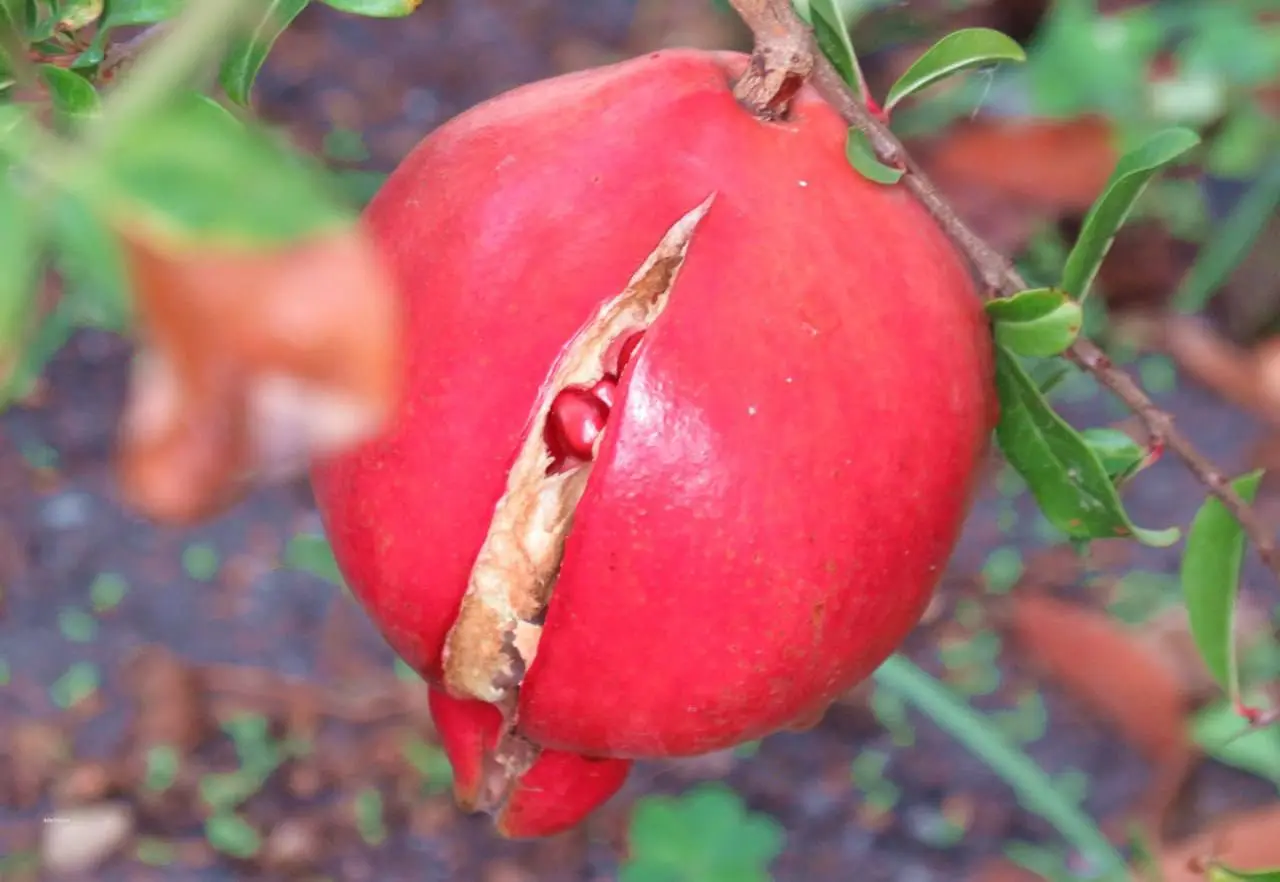 Сезон гранатов в Анапе