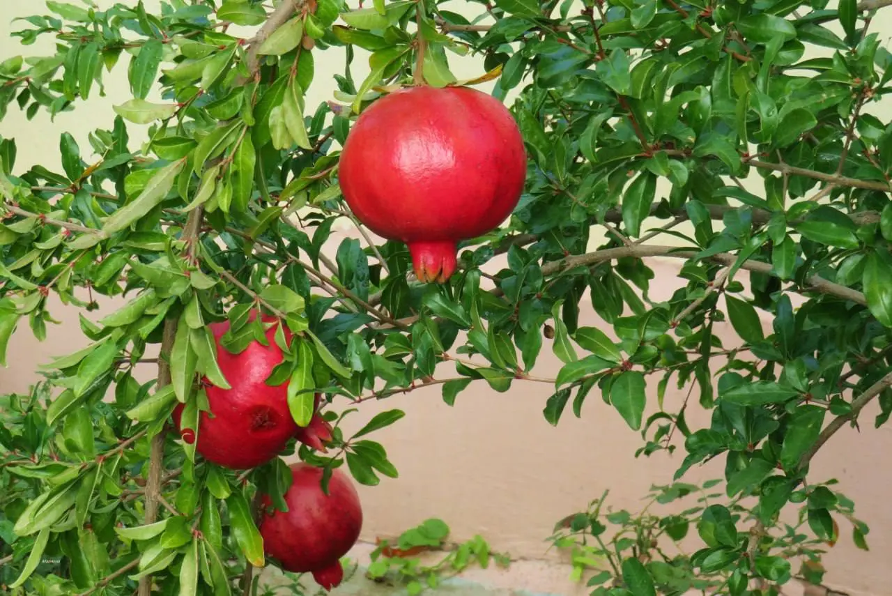 Сезон гранатов в Анапе