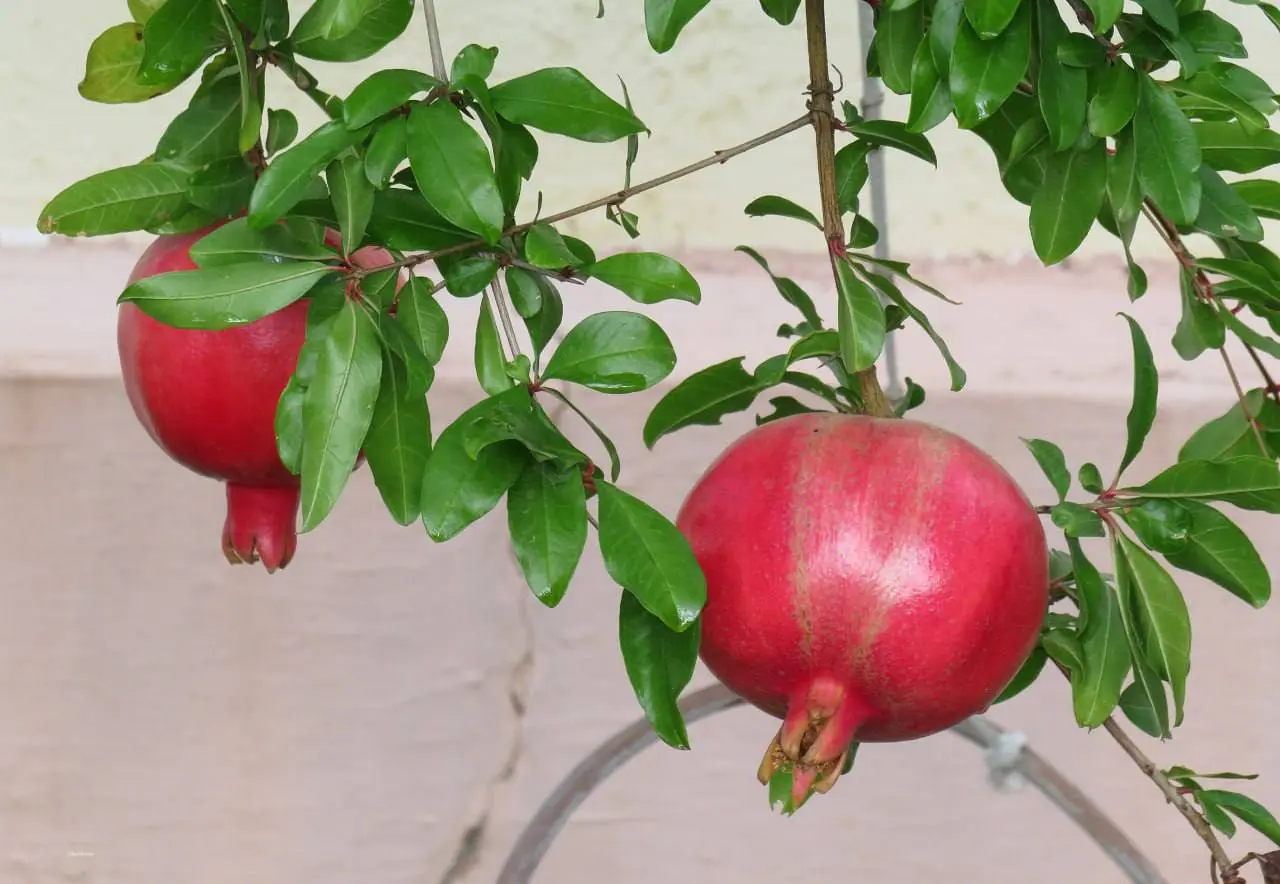 Сезон гранатов в Анапе