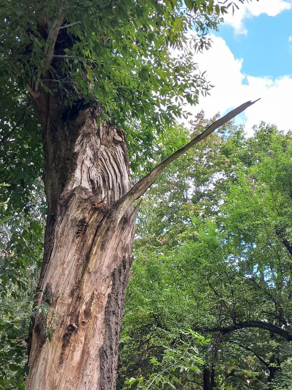 Рождение Буратино в Петровском парке