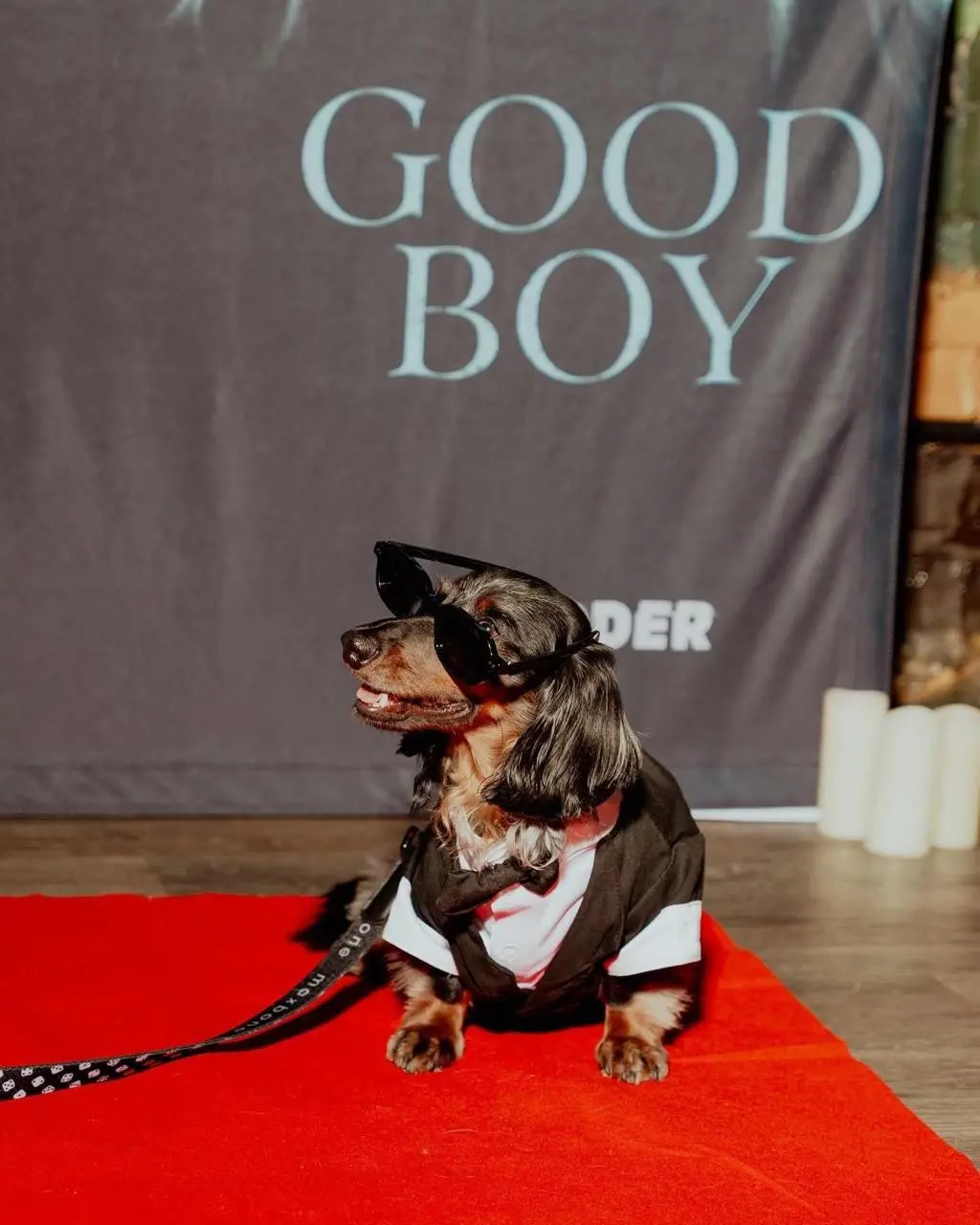 Глазами пса - премьерный хоррор