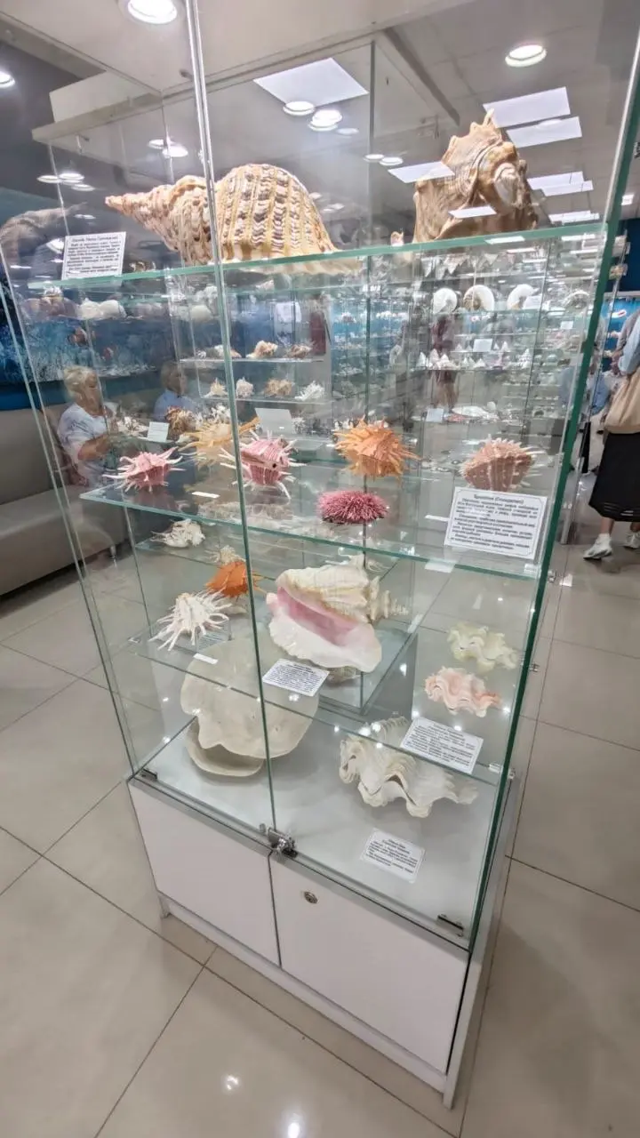 Сокровища подводного мира — выставка раковин и кораллов