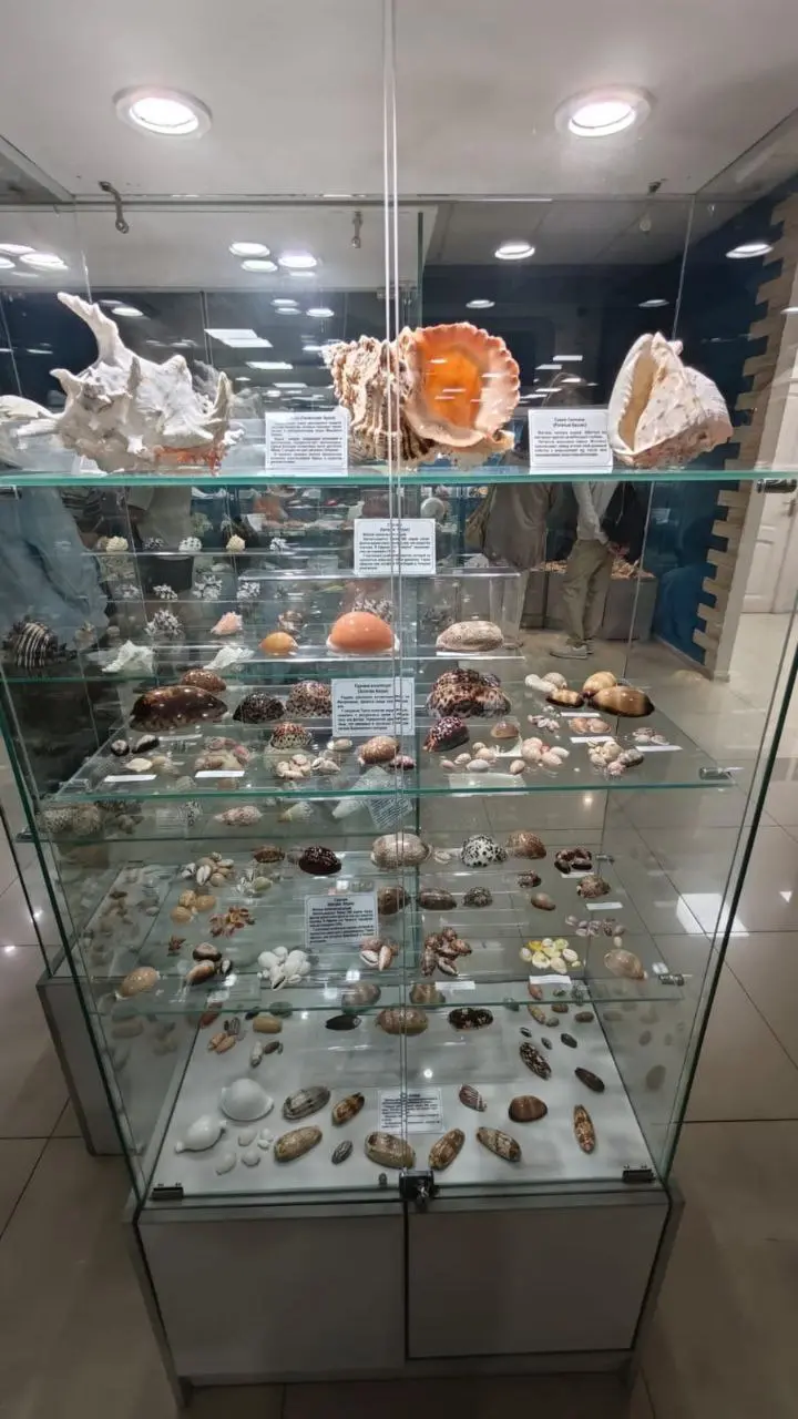 Сокровища подводного мира — выставка раковин и кораллов