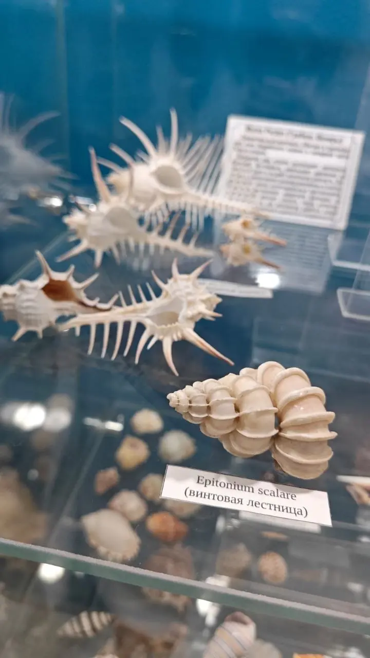 Сокровища подводного мира — выставка раковин и кораллов