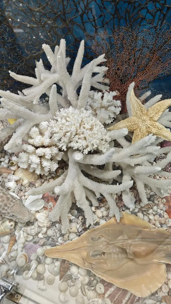 Сокровища подводного мира — выставка раковин и кораллов
