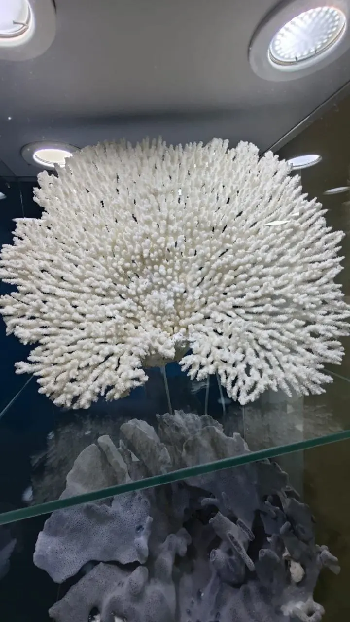 Сокровища подводного мира — выставка раковин и кораллов