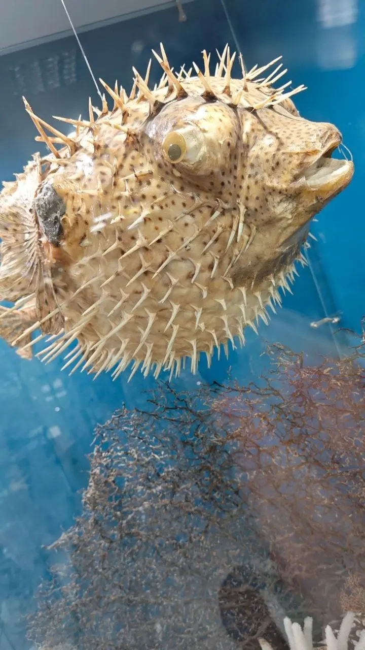 Сокровища подводного мира — выставка раковин и кораллов