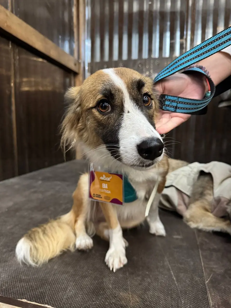 WOOF FEST В КРАСНОДАРЕ