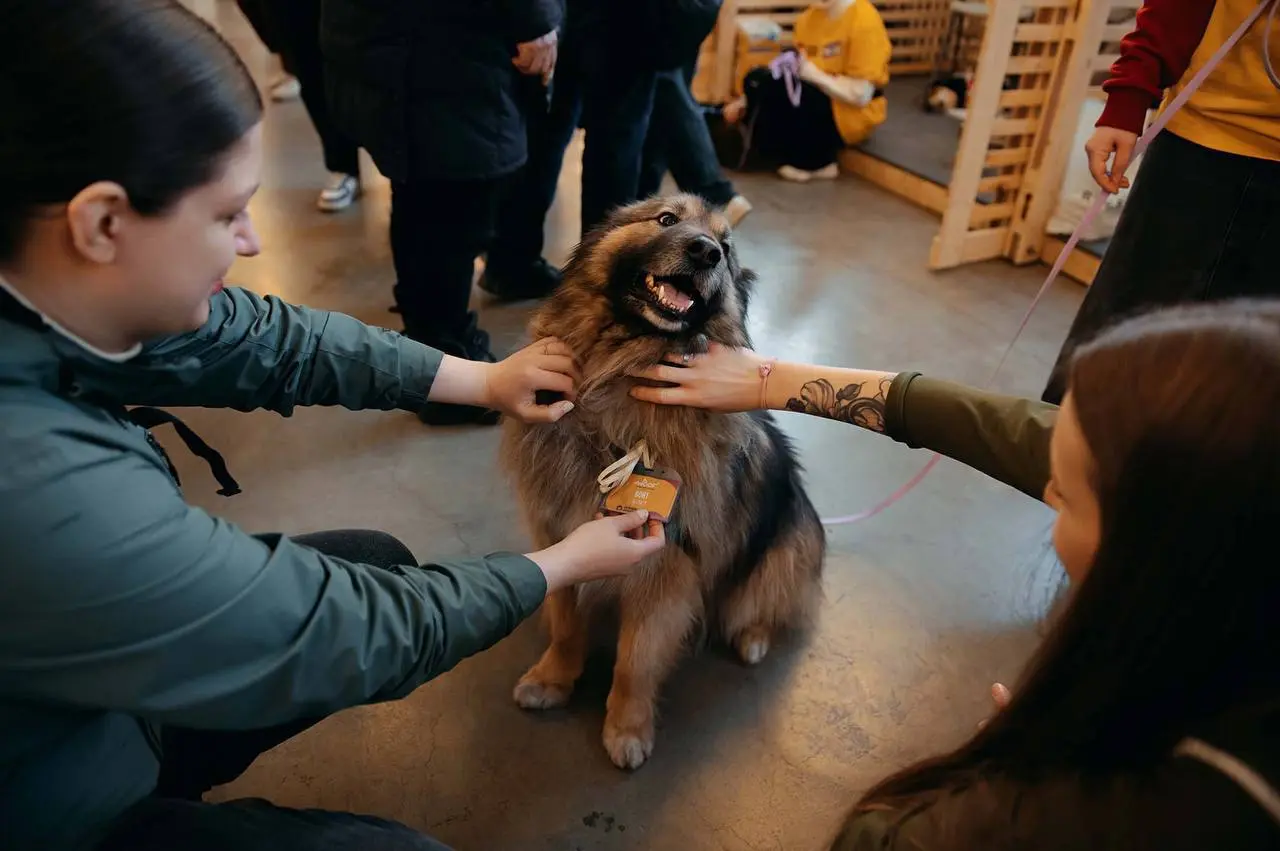 WOOF FEST В КРАСНОДАРЕ