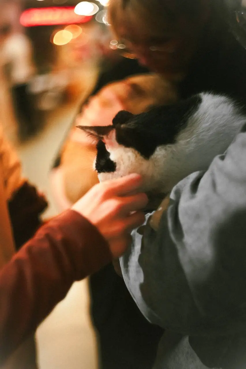 WOOF FEST В КРАСНОДАРЕ