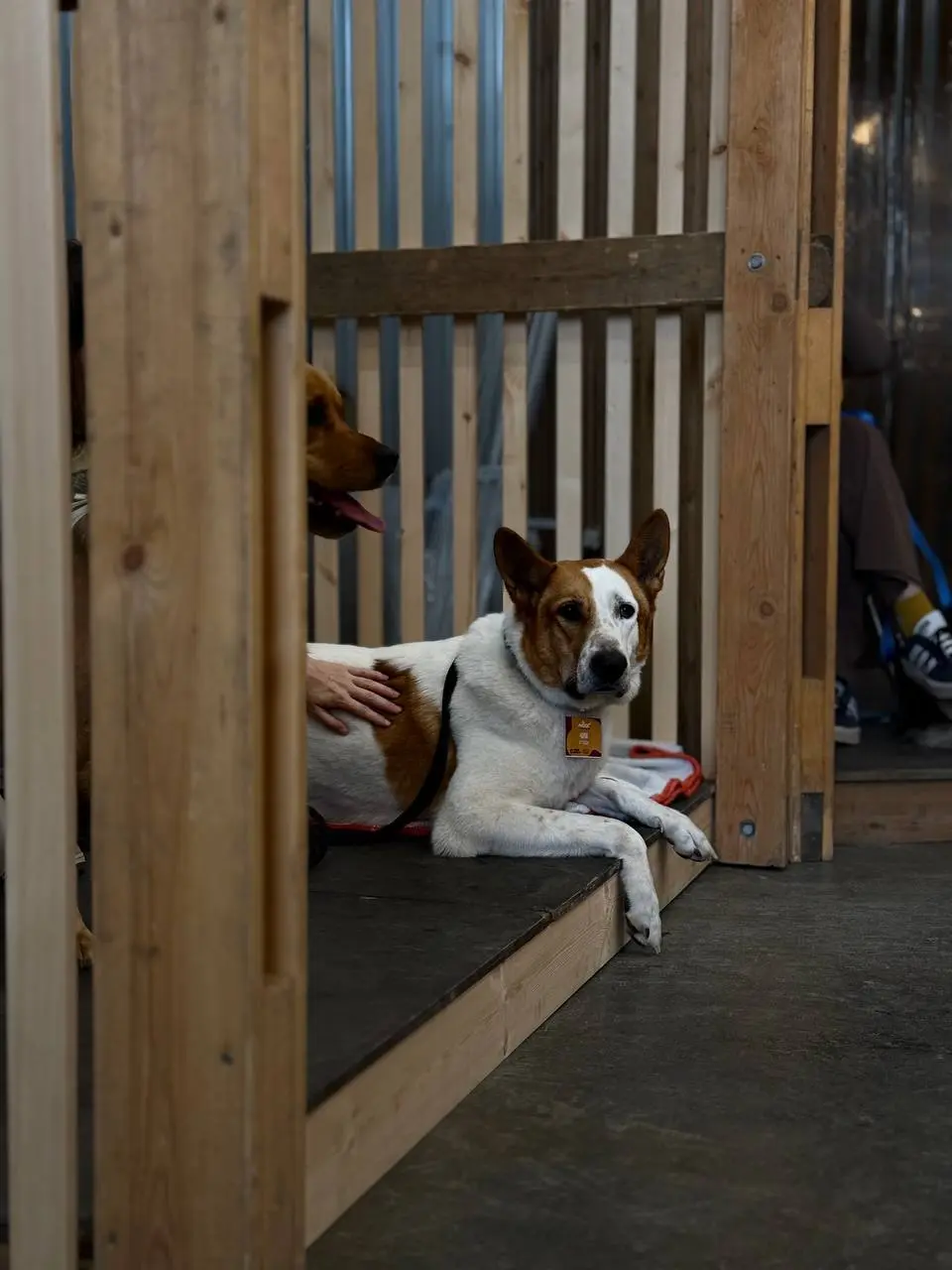 WOOF FEST В КРАСНОДАРЕ