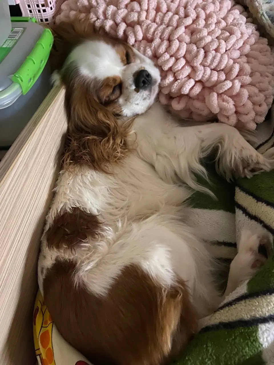 Дог Фризби: Осенние страшилки 2025