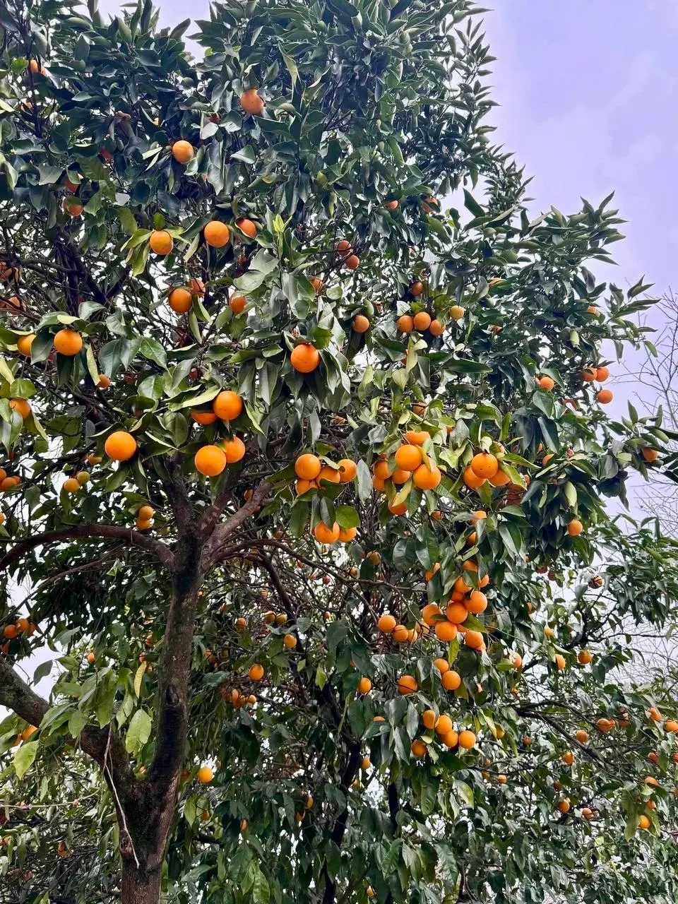 Лакшери-экскурсия по солнечной Абхазии