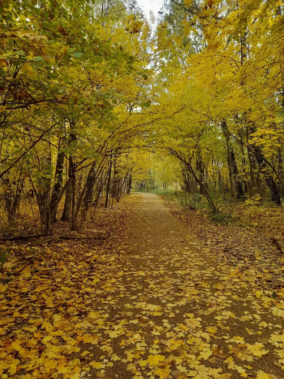 Битцевский лес и район «Северное Чертаново». Краски осени