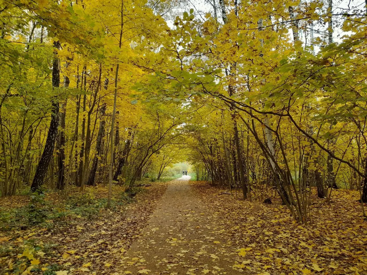 Битцевский лес и район «Северное Чертаново». Краски осени