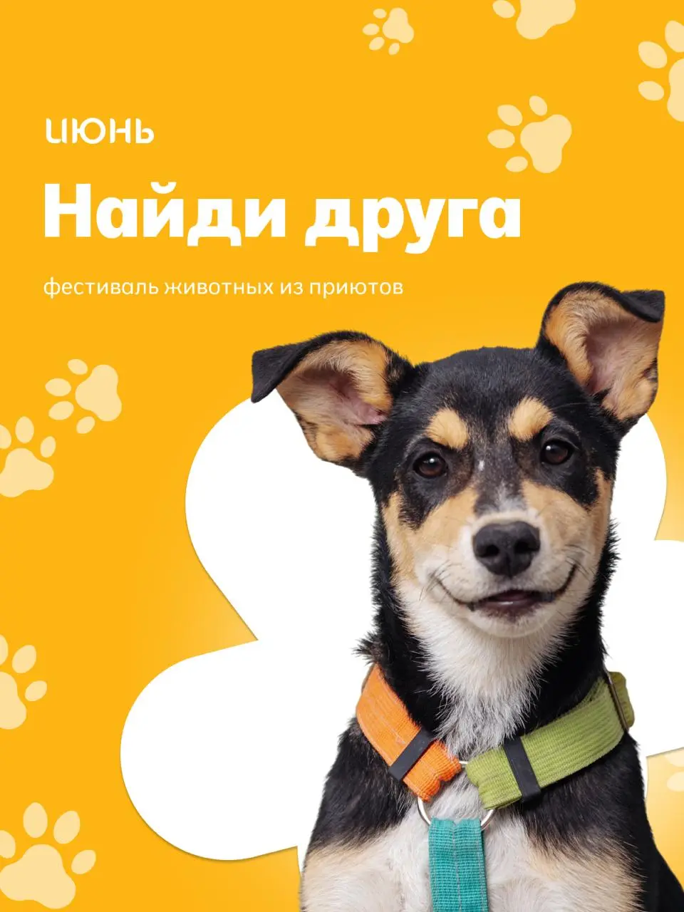 выставка животных из приютов «Найди друга»