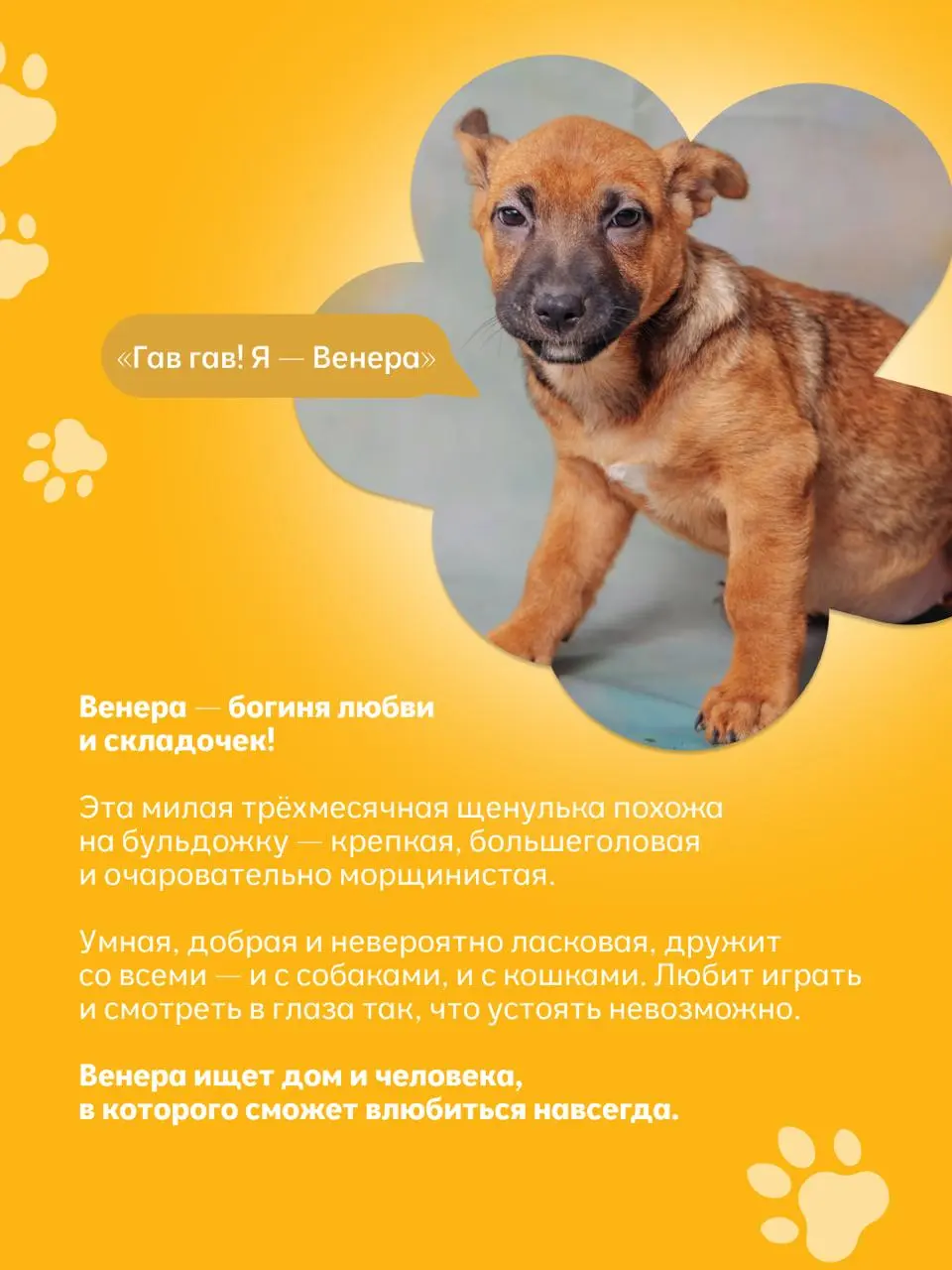 выставка животных из приютов «Найди друга»