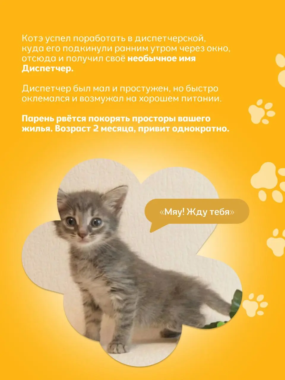 выставка животных из приютов «Найди друга»