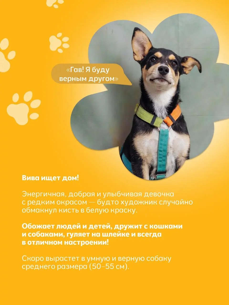 выставка животных из приютов «Найди друга»