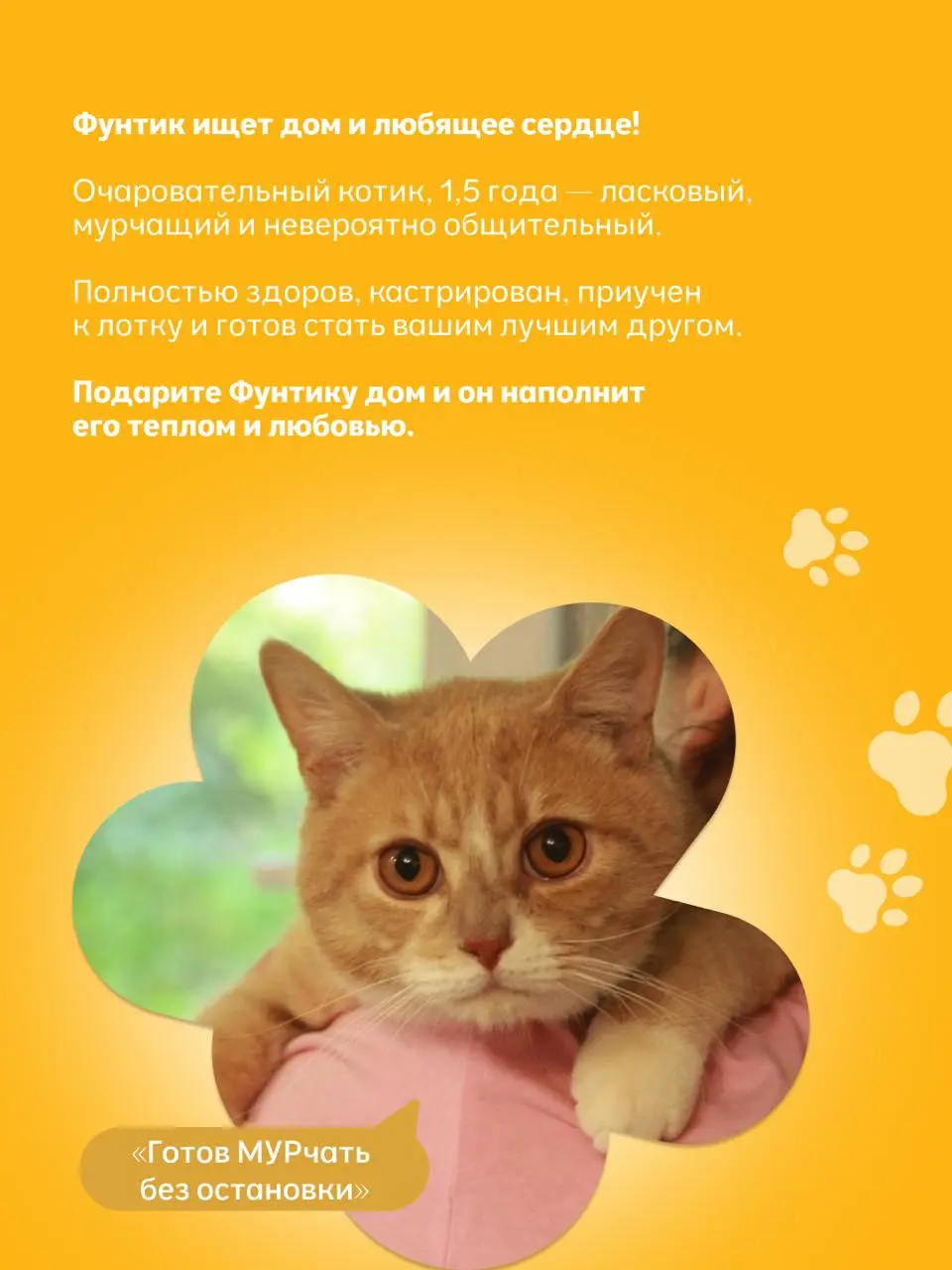 выставка животных из приютов «Найди друга»