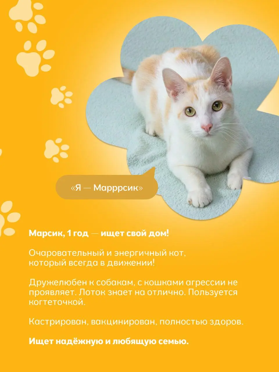 выставка животных из приютов «Найди друга»