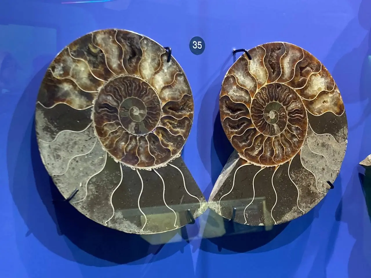 МИНЕРАЛФЕСТ