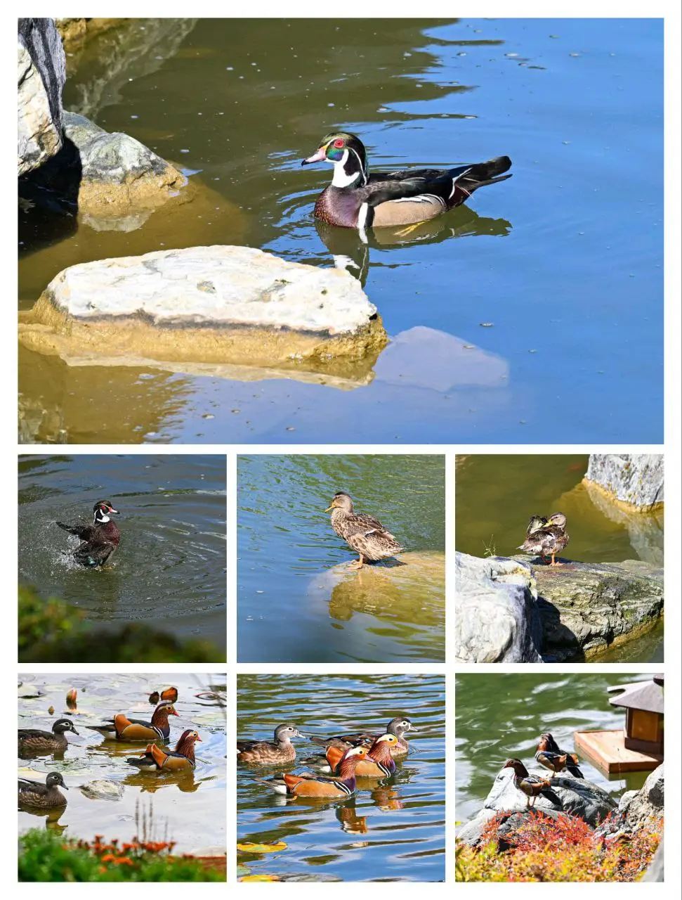 Пернатые и не только обитатели Японского сада