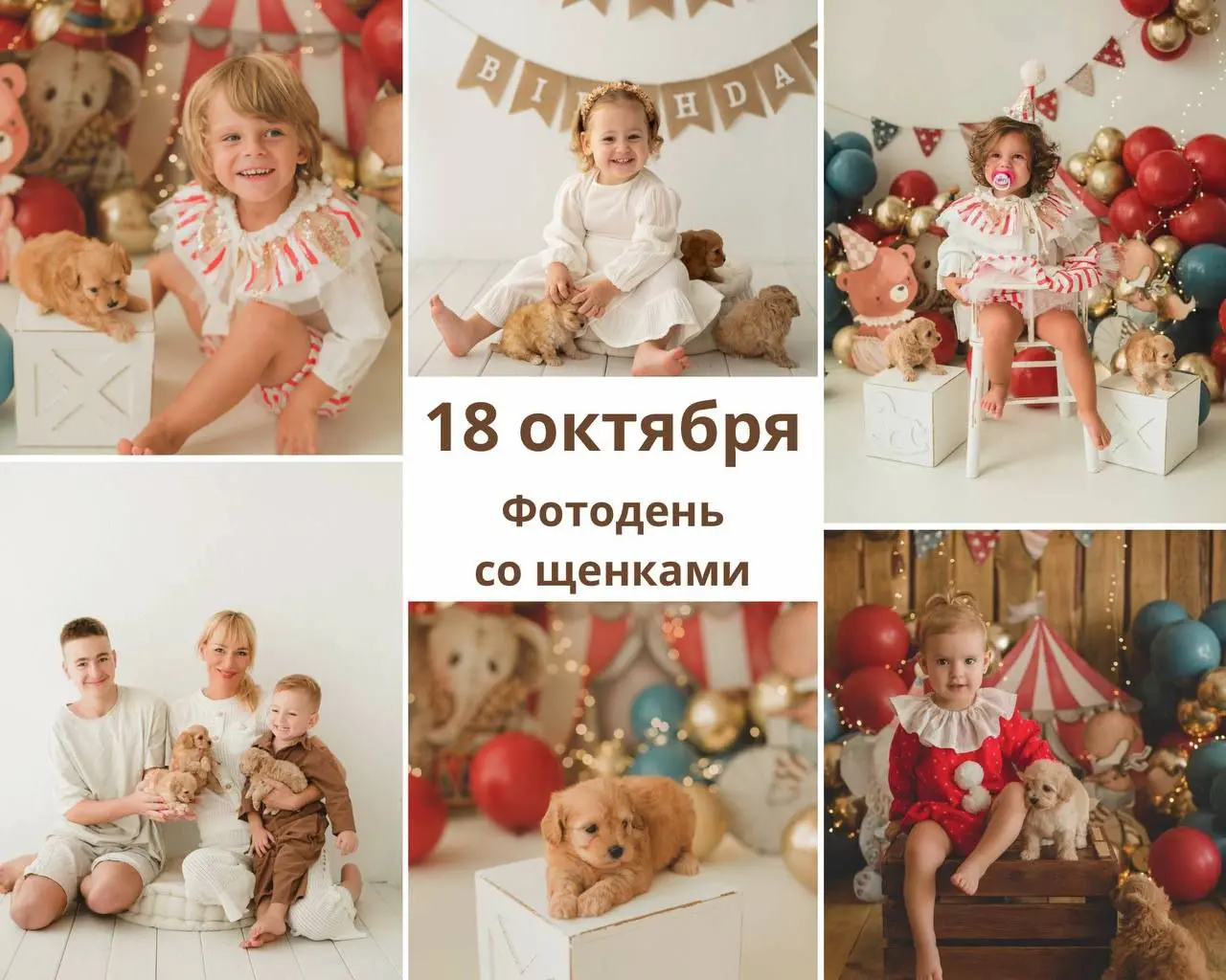 Фотосессия с милыми щенками малтипу