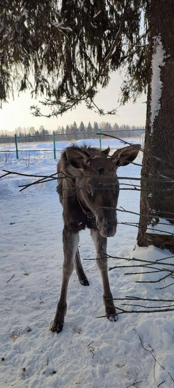 Новогодняя поездка в Кострому к Снегурочке