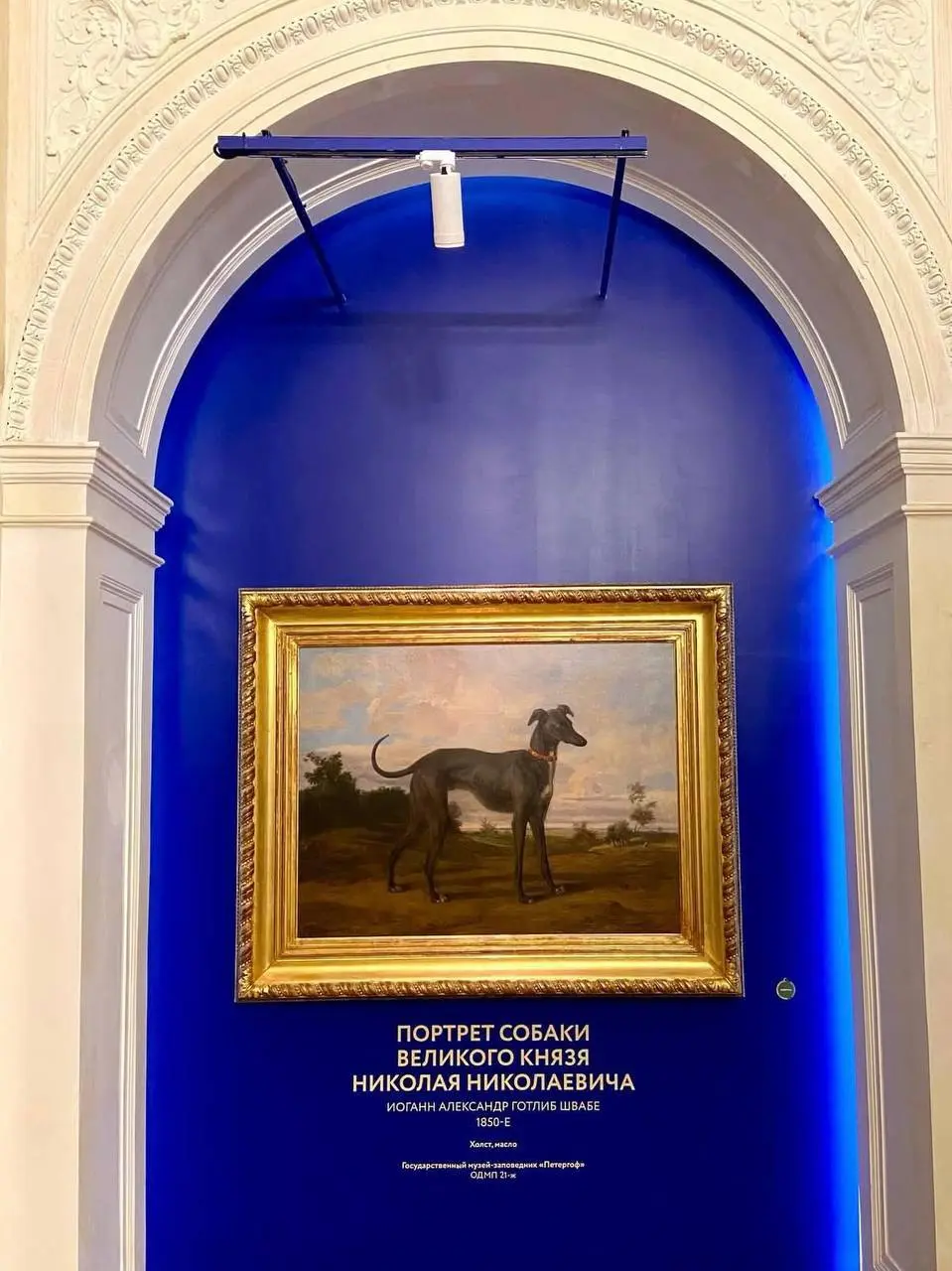 Последний месяц с «Жизнью замечательных собак»