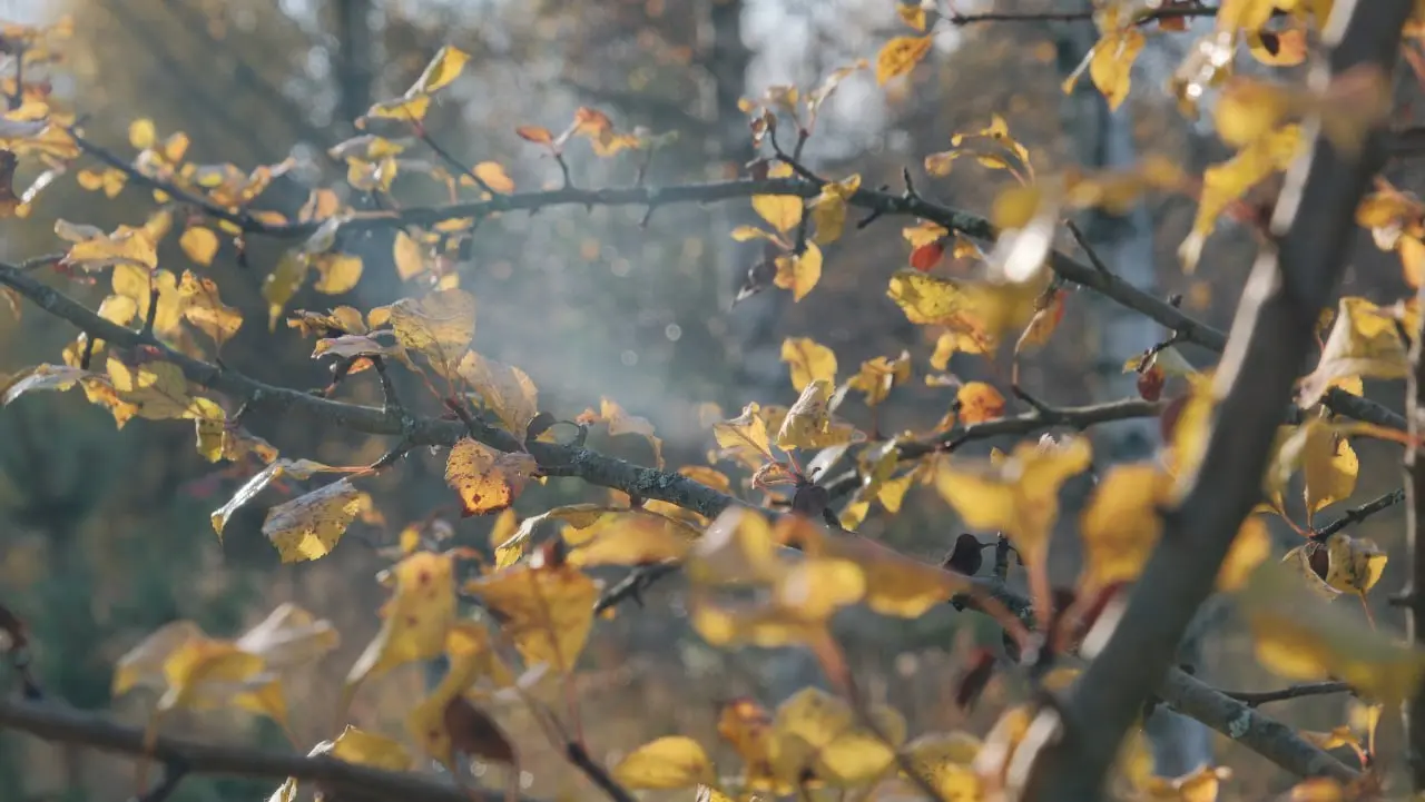 Каникулы в Ясную Слободy