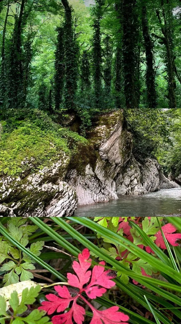 женская встреча среди реликтовых растений у горной реки