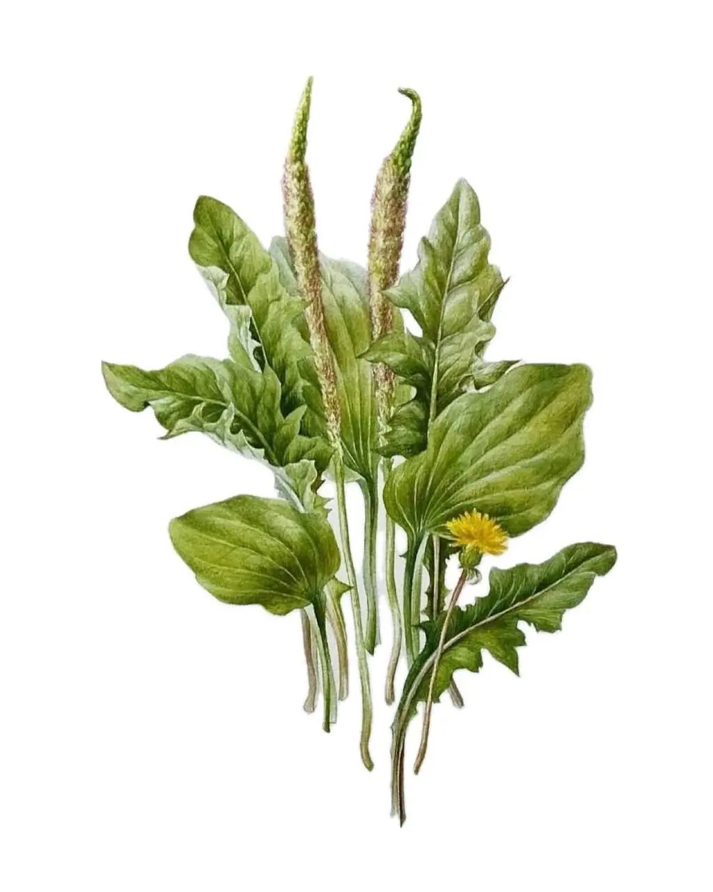 Курс «Ботаника» — новая дата запуска