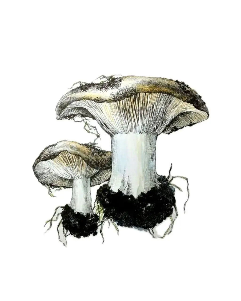 Курс «Ботаника» — новая дата запуска