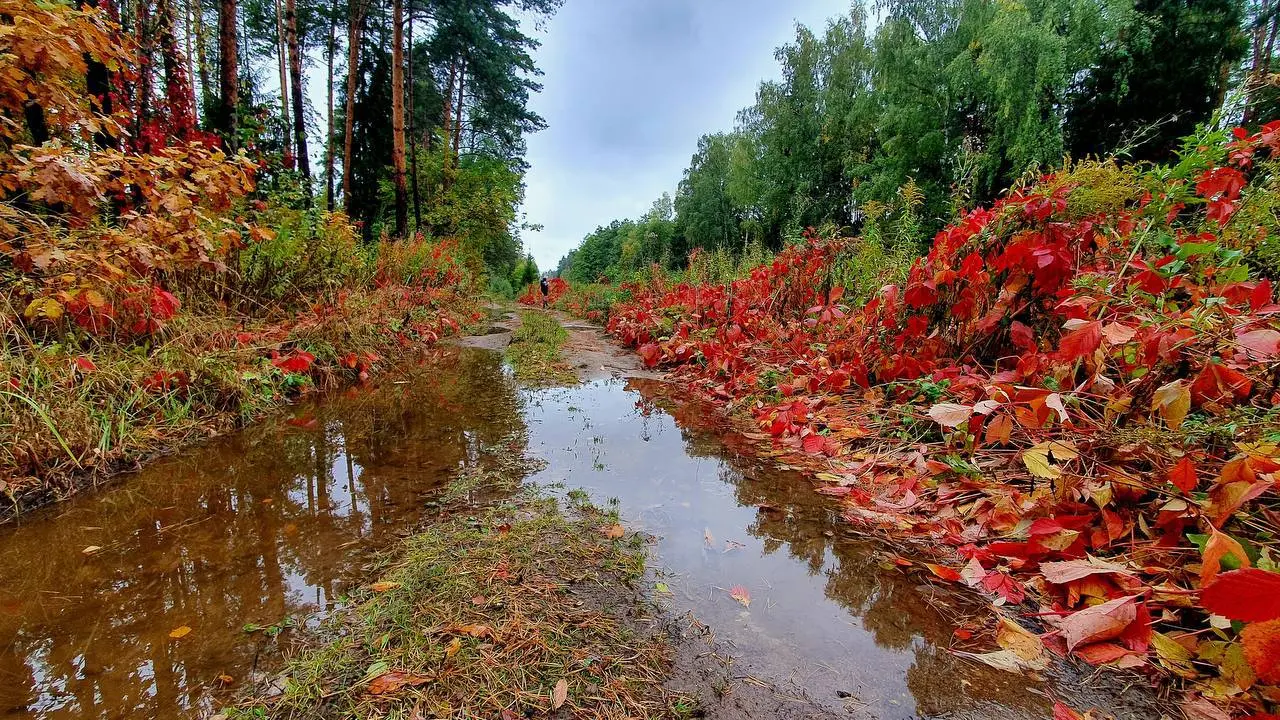 Пробежка по осеннему лесу