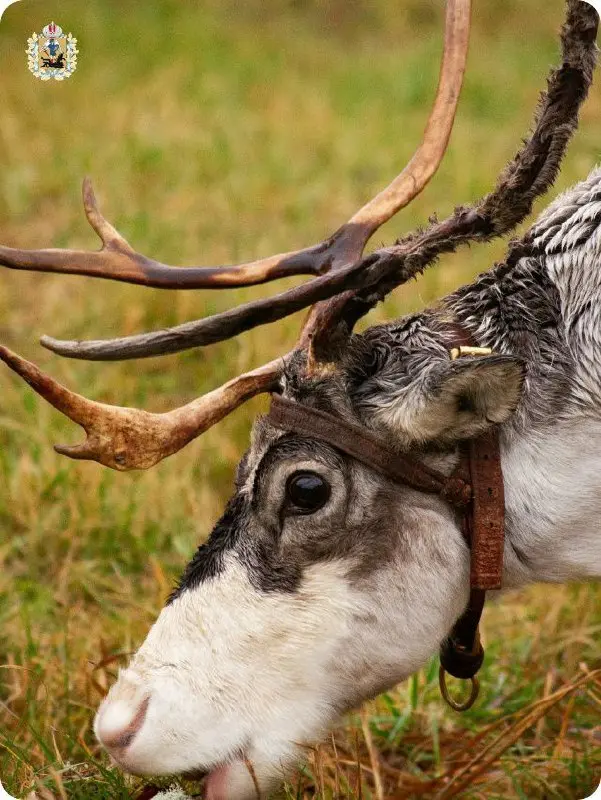 парк-ферма «Северный олень»