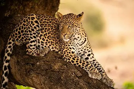 НОВЫЙ ГОД В АФРИКЕ: Зимбабве - Замбия - Ботсвана - ЮАР