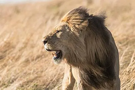 НОВЫЙ ГОД В АФРИКЕ: Зимбабве - Замбия - Ботсвана - ЮАР