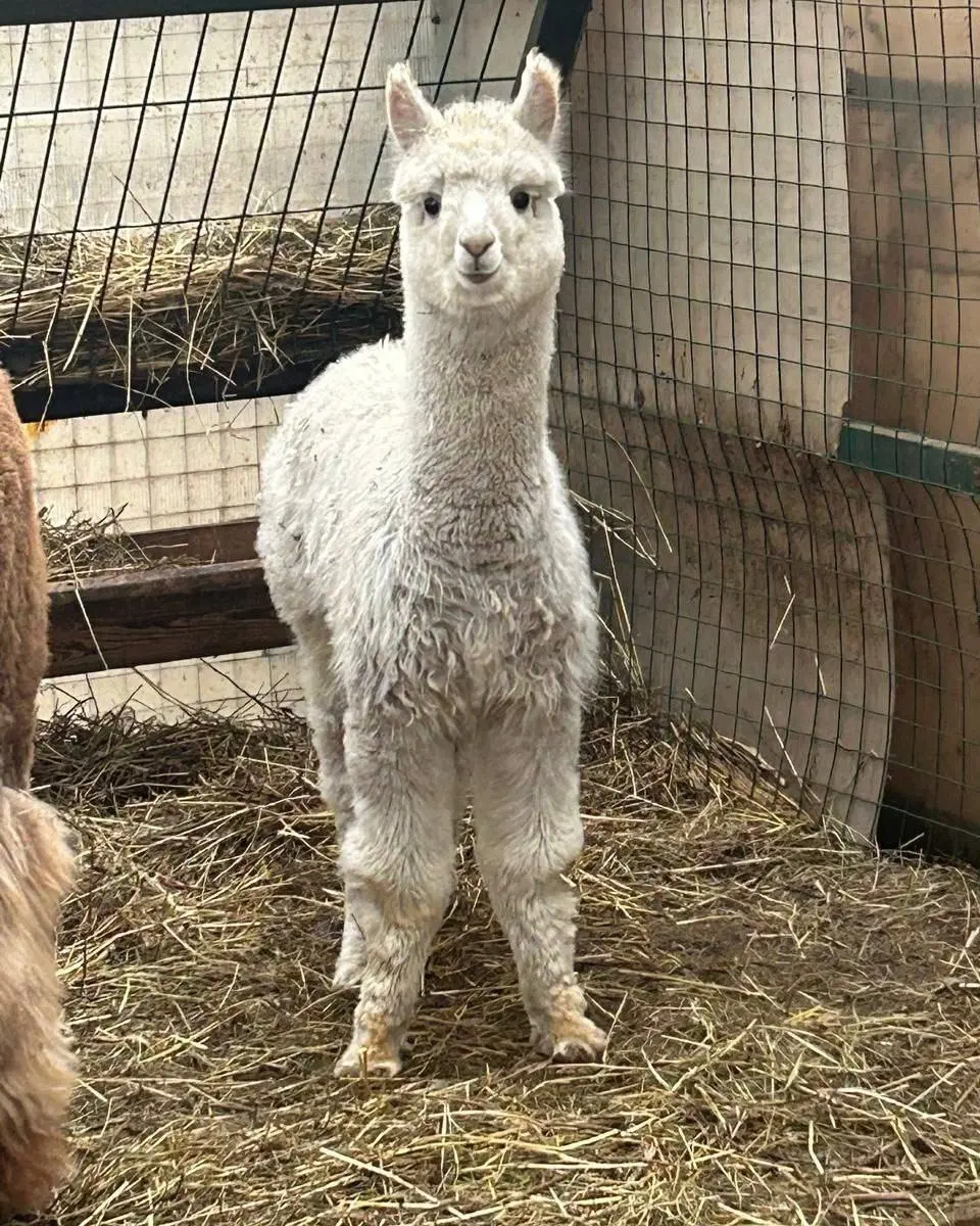 Плюшевые животные в ЦПКиО