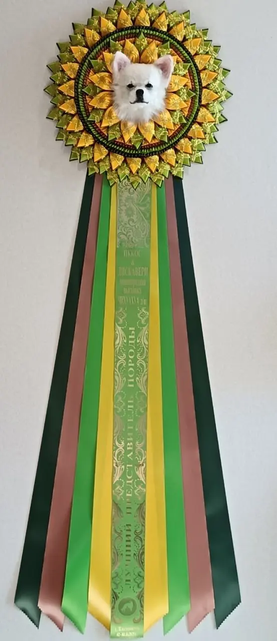 Монопородная выставка (чихуахуа) с двумя рейтинговыми выставками ЧЕМПИОН РКФ