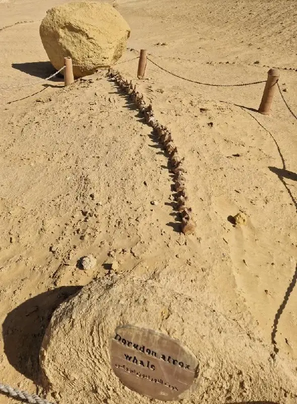 Вади Эль Хитан (Долина китов) и Вади Эль Раян (водопады) — две удивительные природные локации