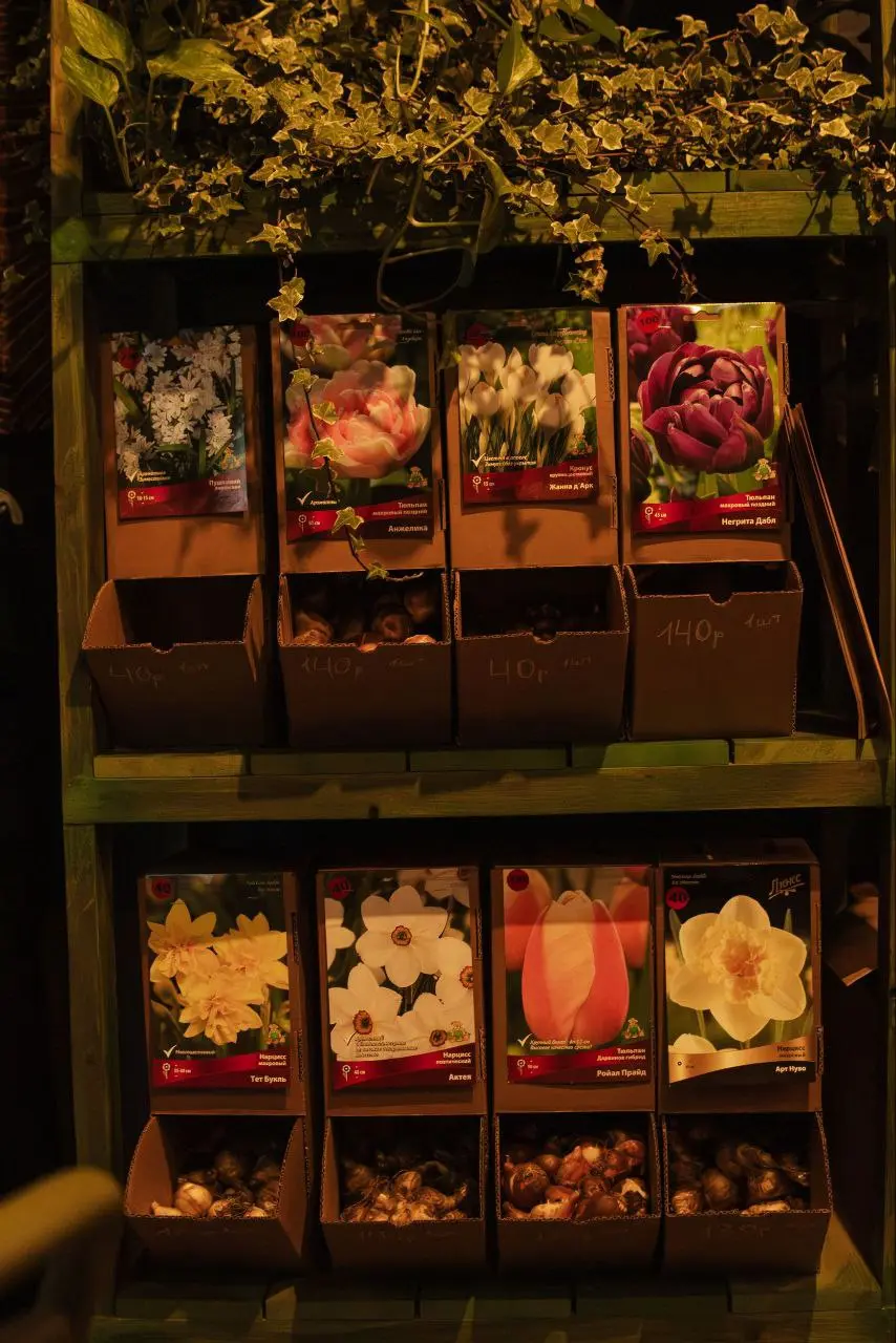 Посадка луковичных в саду Растуса