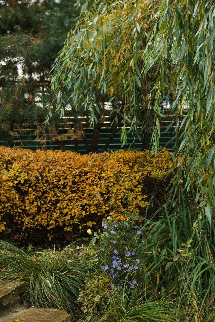 Посадка луковичных в саду Растуса