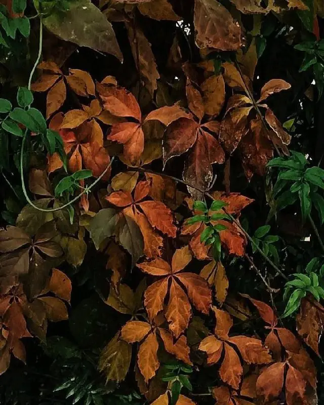 Осень в гастроквартале