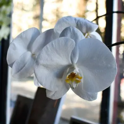 Пранаяма: работа с органами восприятия и достижение 5-й ступени йоги — пратьяхаре