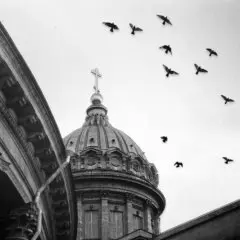 Перелетные птицы. Мой Петербург.